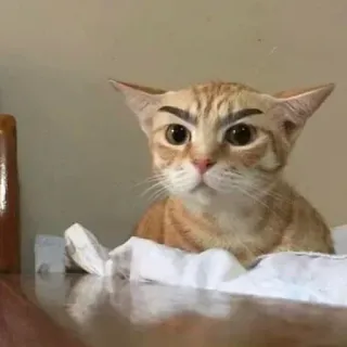 🤨 cat, animal, pet, eyebrows, funny, meme telegram sticker