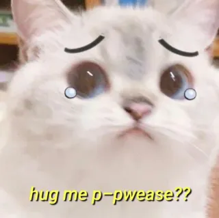 💛 hug me p-pwease?? gato, triste, implorando, fofo, abraço, animal telegram sticker