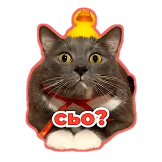 🙀 сво? Katze, Ente, Aufkleber, Tier, Frage telegram sticker