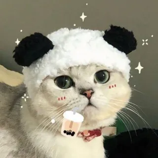 🌟 mèo, mèo con, gấu trúc, mũ, trà sữa trân châu, dễ thương, động vật telegram sticker