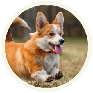 😊 корги, собака, животное, питомец, милый, бег whatsapp sticker