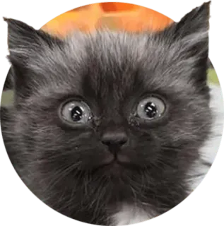 🙃 cat, kitten, animal, pet, cute, funny telegram sticker