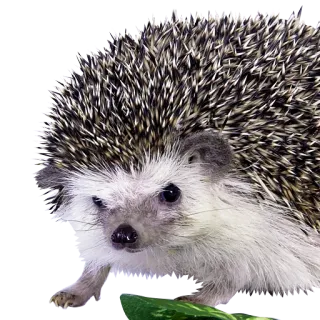 😒 erizo, animal, mamífero, lindo, mascota, fauna telegram sticker