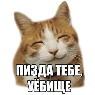 ☺️ ПИЗДА ТЕБЕ, УЁБИЩЕ gato, ruso, ofensivo, insulto whatsapp sticker