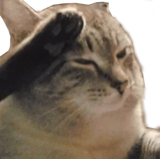 👏 cat, animal, cute, meme, waving telegram sticker