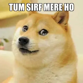 🥺 TUM SIRF MERE HO Doge, 狗, 梗, 印地语, 所有格 telegram sticker