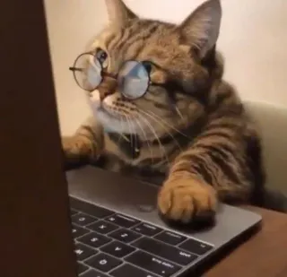 🧐 кот, ноутбук, очки, животное, компьютер, печатание telegram sticker