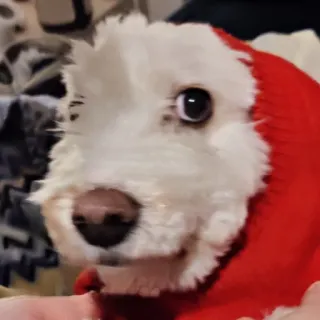 😳 cachorro, animal, animal de estimação, cão branco, suéter vermelho, fofo, filhote telegram sticker