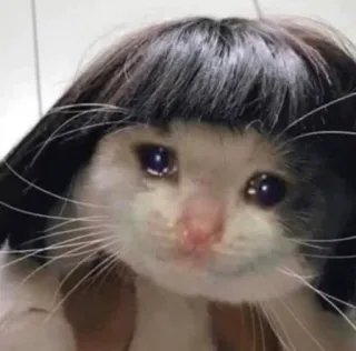 😩 gato, llorando, peluca, triste, meme telegram sticker