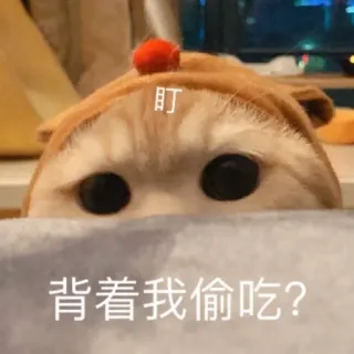 😤 盯着我偷吃? gato, mono, asomando, animal, gracioso, meme telegram sticker