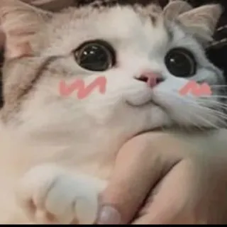 🤔 Katze, süß, Tier, Haustier, kawaii telegram sticker