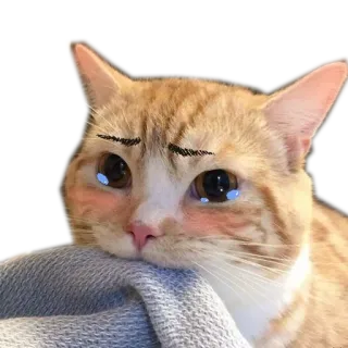 🤗 kucing, sedih, menangis, hewan peliharaan, anak kucing, imut telegram sticker