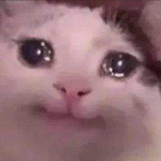 🥹 cat, crying, sad, meme, animal, pet, tears telegram sticker