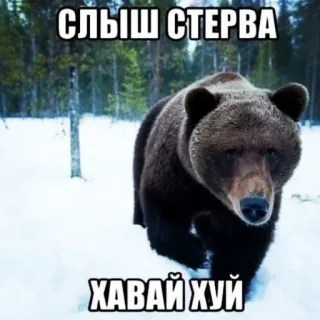 😋 СЛЫШ СТЕРВА
ХАВАЙ ХУЙ urso, neve, insultuoso, ofensivo, russo whatsapp sticker