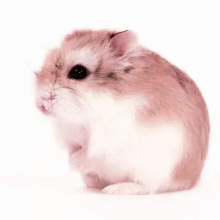 🤏 hamster, animal, rodent, cute, pet telegram sticker