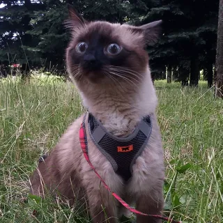 👀 Katze, Siamesische Katze, Haustier, Tier, Geschirr, Hauskatze, Draußen telegram sticker