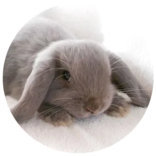 😞 rabbit, bunny, cute, animal, pet, lop-eared telegram sticker