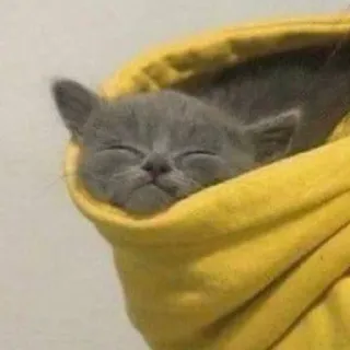 🤤 cat, kitten, cute, pet, animal, yellow hoodie, sleeping telegram sticker