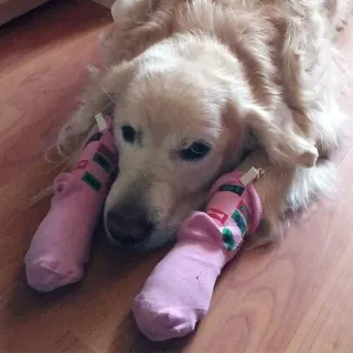 🧦 Hund, Golden Retriever, Socken, Haustier, Tier, süß telegram sticker