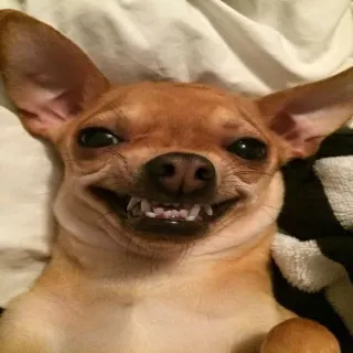 🐕 chihuahua, cachorro, animal, animal de estimação, sorriso, dentes, engraçado, retrato telegram sticker