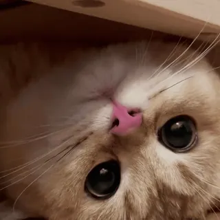 👀 Katze, süß, Haustier, Tier, Kätzchen, Katzenartig, Augen whatsapp sticker
