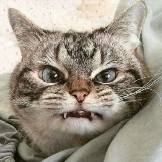 😡 gato, bravo, feroz, animal, animal de estimação, felino telegram sticker