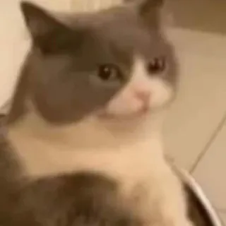 💓 gatto, animale, animale domestico, carino, felino telegram sticker