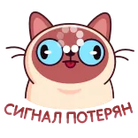 Котик Веня от @TgSticker telegram stickers