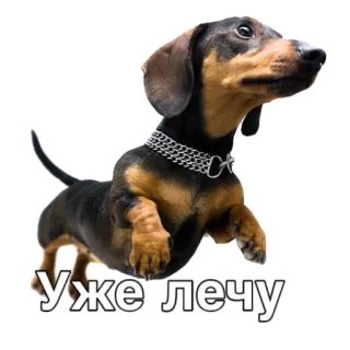 🏃‍♂️ Уже лечу dog, dachshund, animal, pet, flying whatsapp sticker