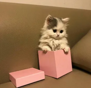 😔 cat, kitten, box, cute, animal, pet telegram sticker