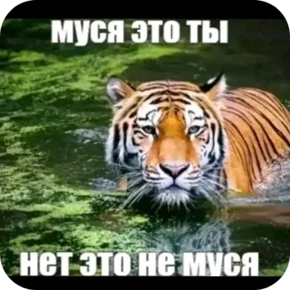 👍 МУСЯ ЭТО ТЫ НЕТ ЭТО НЕ МУСЯ telegram sticker