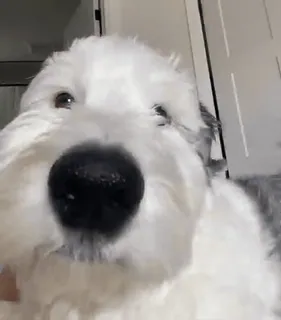😚 perro, pastor alemán, mascota, animal, lindo, esponjoso, animal doméstico telegram sticker