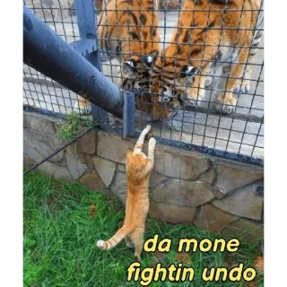 😏 da mone fightin undo kat, tijger, dierentuin, gevecht, meme, grappig telegram sticker