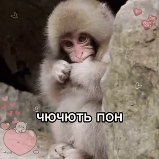 🌟 ЧЮЧЮТЬ ПОН macaco, fofo, animal, amor, corações whatsapp sticker