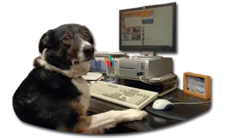 😥 dog, computer, typing, animal, office telegram sticker