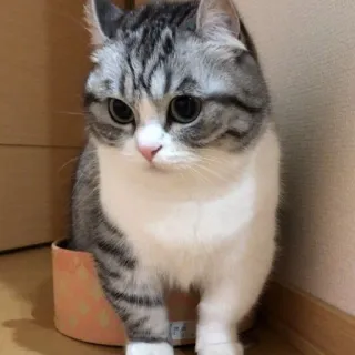 😔 cat, cute, animal, kitten, pet whatsapp sticker
