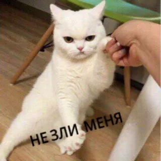 🤬 НЕ ЗЛИ МЕНЯ gatto, arrabbiato, meme, russo whatsapp sticker
