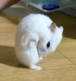 👅 hamster, white, cute, animal, rodent, pet telegram sticker