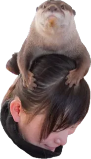 👒 wydra, zwierzę, słodki, głowa, osoba, dzika przyroda telegram sticker