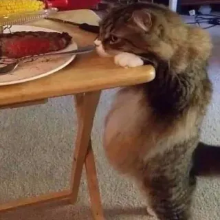 🍔 cat, table, food, steak, cute, animal, pet telegram sticker