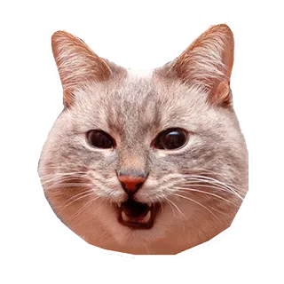 😮 cat, animal, feline, pet, domestic, portrait telegram sticker