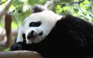 😕 Panda, Animal, Fofo, Vida selvagem, Urso, Mamífero telegram sticker