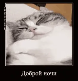 🐱 Доброй ночи gatto, dormire, buonanotte, animale telegram sticker