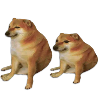 🐶 犬, ミーム, チムス, ドージ telegram sticker
