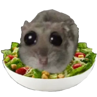 🥗 Hamster hamster, salad, cute, meme, food, funny, animal telegram sticker