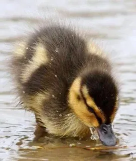 🌟 patito, pájaro, animal, ave acuática, naturaleza, lindo, fauna telegram sticker
