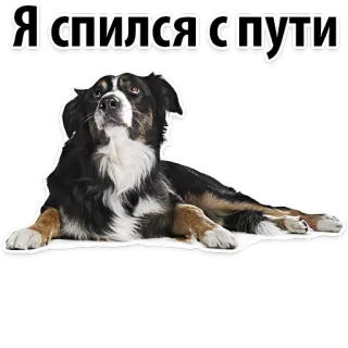 🍷 Я спился спути dog, lying down, russian text, pet, animal telegram sticker