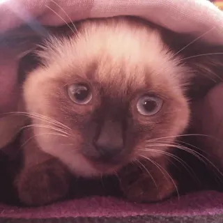 🥺 Katze, Kätzchen, Siamesisch, süß, Tier, Haustier telegram sticker