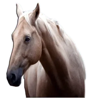 Цыганопак telegram stickers