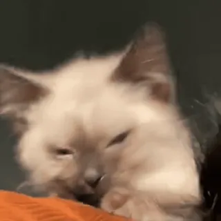 🤘 cat, kitten, ragdoll, cute, animal, pet whatsapp sticker